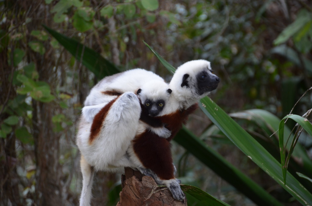  Coquerel's Sifaka mom and baby in Madagascar