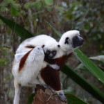 Lemur Conservation Network – Eco Interview with Lynne Venart