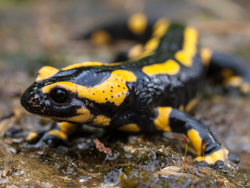 Fire Salamander from Wikipedia Commons