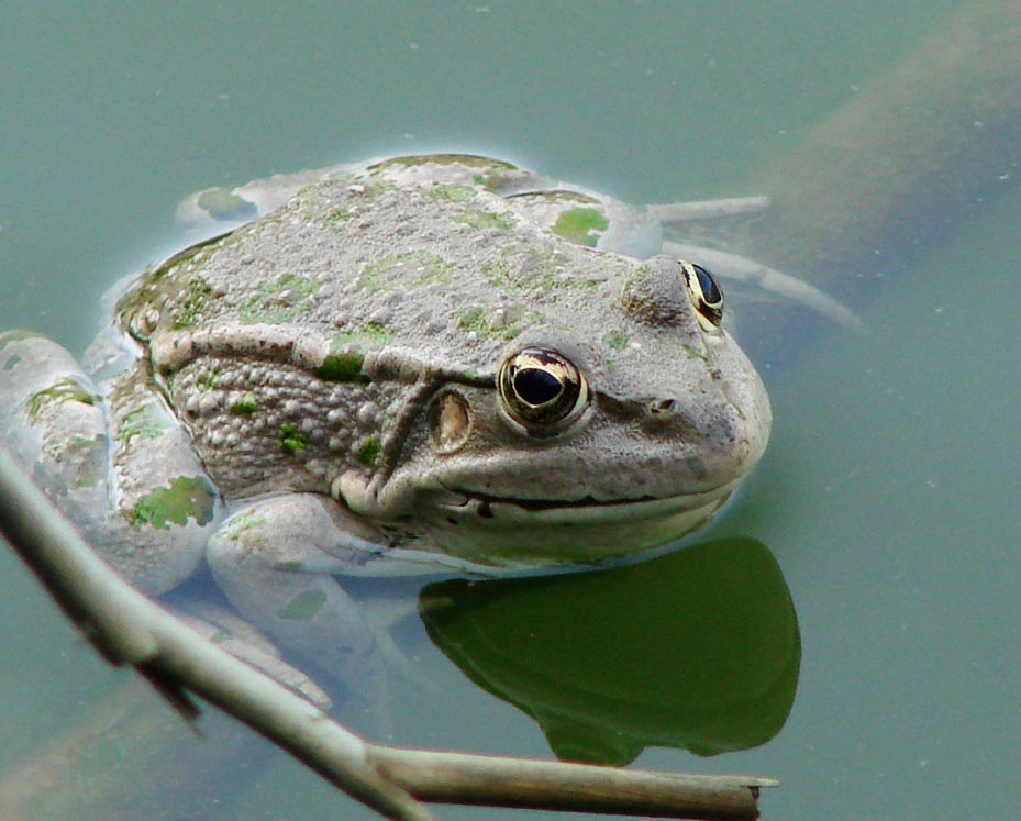 By fa:User:Juybari (fa:File:Frog in Water.jpg) [GFDL (http://www.gnu.org/copyleft/fdl.html) or CC-BY-SA-3.0 (http://creativecommons.org/licenses/by-sa/3.0/)], via Wikimedia Commons
