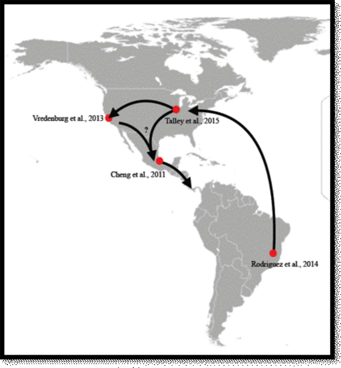 how Bd may have spread through the Americas