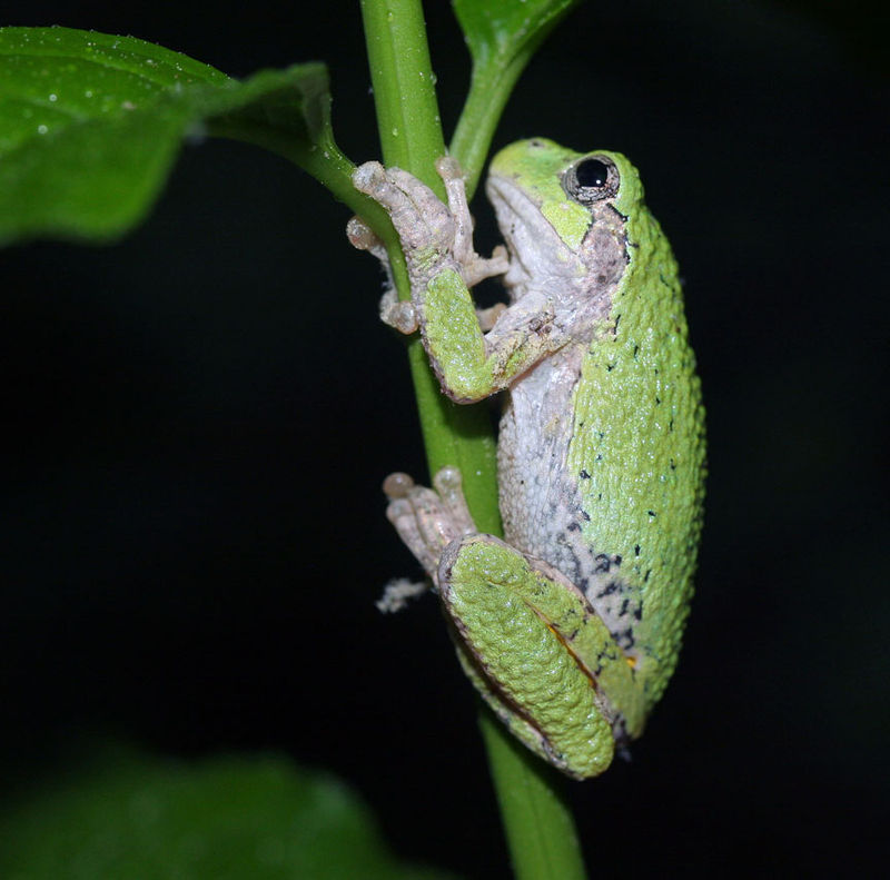 Gray tree frog (Hyla versicolor) by Robert A. Coggeshall on Wikipedia