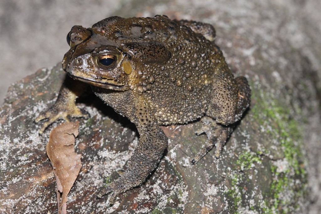 Asian Toad (Duttaphrynus melanostictus) in Madagascar by Franco Andreone.