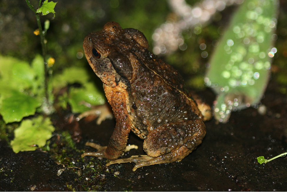 Madagascar provides a niche-like haven for these primarily lowland dwelling toads. Photo © Arthur Chapman Courtesy of Amphibians.org - Amphibian Survival Alliance.