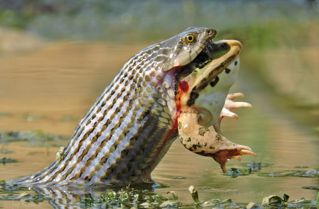 Ajay Singh Rajawat - Checkered Keelback snake swallowing Indian Bullfrog, India