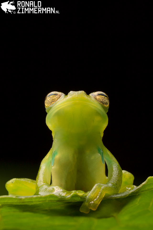 Ronald Zimmerman, Emerald Glassfrog (Espadarana prosoblepon), Ecuador