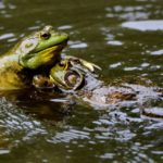 On the Brink of Extinction: Preserving the Frog Population in the State of New York