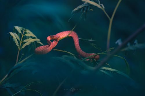 1st Place, Keeled slug eating snake, Pareas Carinatus, photographed by Kris Bell