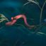 1st-Place-Keeled-slug-eating-snake-Pareas-Carinatus-Photographed-by-Kris-Bell thumbnail