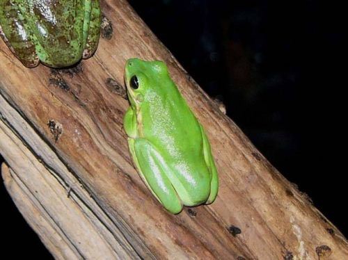 Green Tree Frog at Sage Hill Farm in Tennessee
