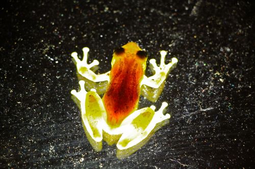 1-Cosmic Tree Frog in Brazil by Christian Spencer