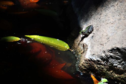 Ewelina Zjezdzalka, Canary Islands frog
