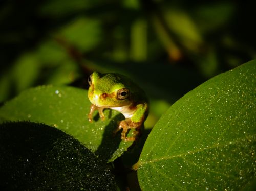 Hannah Sigler, Williamburg, Iowa, Tree Frog