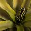 4-Juan-David-Fernandez-Dendrobates- truncatus-yellow-striped-poison-frog-small thumbnail