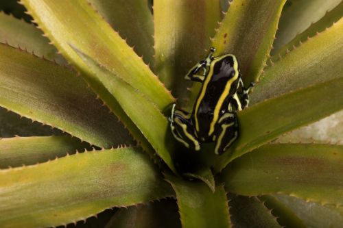 Juan David Fernandez, Dendrobates truncatus (yellow-striped poison) frog