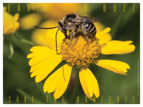 Earth Day Buzz - Save the Honeybee