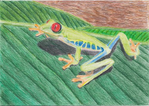 Honorable Mention, Zakiyah Hasanah, Indonesia, Frogs Are Green Kids Art Contest ages 10-12
