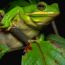 green-frog-sage-hill-farm thumbnail