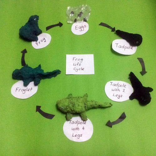 1-Frog Life Cycle, Siah Pei Shan, 6 years old and Ooi Ling Ling, 40 years old from Malaysia.