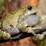 Melville Osborne, late season Gray Tree Frog, Roxbury Township, Morris County, NJ thumbnail