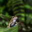 3-Dendropsophus parviceps from Peru by Josh Richards thumbnail