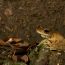 3-Nic-Crampton-Green Eyed Tree Frog - Litoria -serrata-Queensland-Australia thumbnail