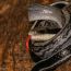 Cave Racer - Orthriophis taeniurus, Elliot Pelling thumbnail
