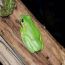 green-tree-frog-sage-hill-farm thumbnail
