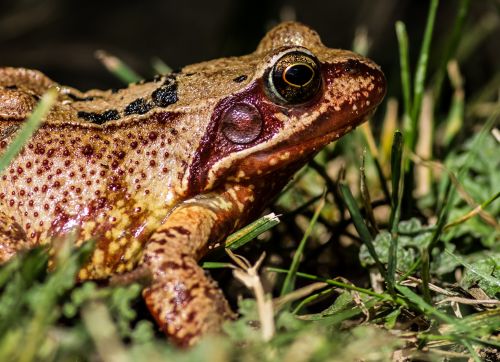 3-red-frog-by-russ-barrow-2015-winner