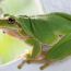 4-Common-Tree-Frog-2015-winner-Uwe thumbnail