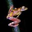 Harlequin Tree Frog (Rhacophorus pardalis)-South Kalimantan, Zain Basriansyah thumbnail