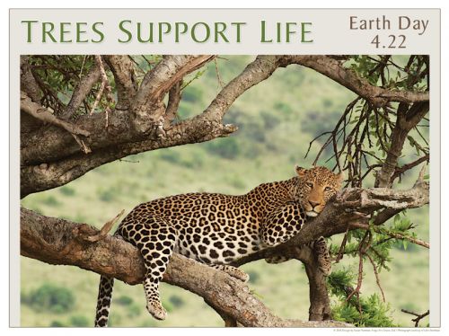 Trees Support Life - Earth Day