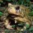 eastern-spadefoot-frog-on-sage-hill-farm thumbnail