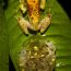 farits alhadi, Chiromantis vittiger, The male guarding his eggs until hatching, Indonesia thumbnail