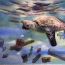 3rd-Place-Li Peilin, 12, China, Endangered marine animals, 2021 thumbnail