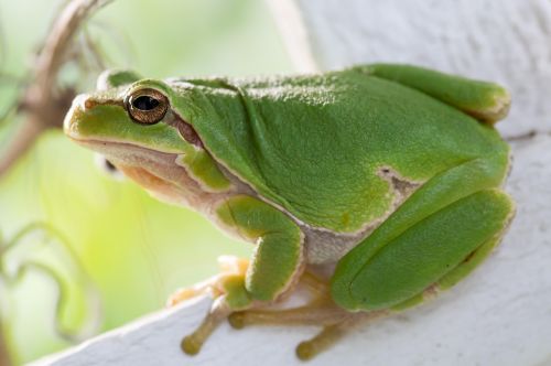 4-Common-Tree-Frog-2015-winner-Uwe