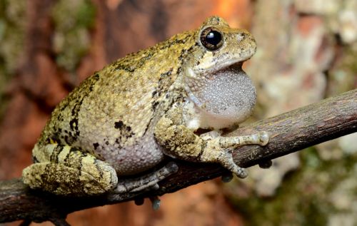 Melville Osborne, late season Gray Tree Frog, Roxbury Township, Morris County, NJ