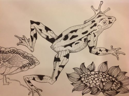 2nd Place Winner, Lee Xin Yee, Malaysia, Frogs Are Green Kids Art Contest, Best Black and White