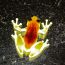 1-Cosmic Tree Frog in Brazil by Christian Spencer thumbnail