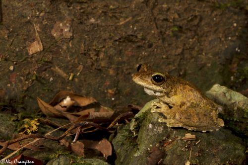 Nic Crampton, Green Eyed Tree frog, Litoria serrata, Queensland, Australia