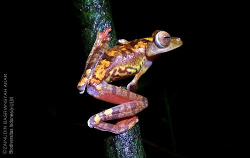 Harlequin Tree Frog (Rhacophorus pardalis)-South Kalimantan, Zain Basriansyah