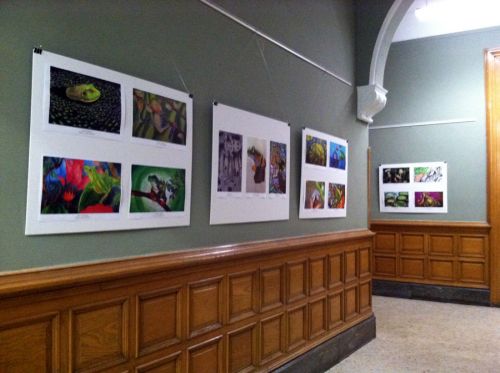 Frogs Are Green showcases international student artworks in City Hall Rotunda