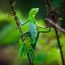 Maned Forest Lizard (Broncochela jubata), Farits Alhadi thumbnail