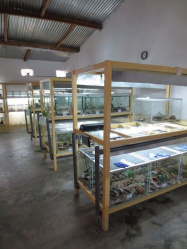 Captive breeding facility inside view - Mitsinjo