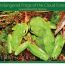 Endangered-frogs-Cloud-Forest-1200px thumbnail