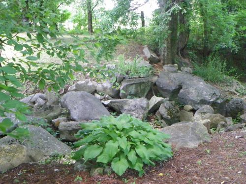 Bog at Sage Hill Farm in Tennessee