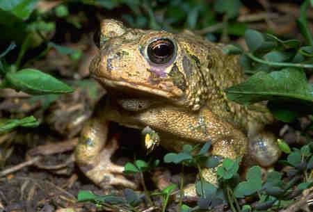 Eastern Spadefoot frog at Sage Hill Farm in Tennessee