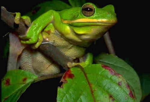 Green Tree Frog at Sage Hill Farm in Tennessee