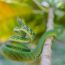2nd-Place-Asian-Vine-Snake-Ahaetulla-Prasina-photographed-by-Shani-Cohen thumbnail