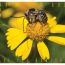 EARTH-DAY-BUZZ-2015-900px thumbnail